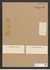 Diatomeae indet. (de-Toni-Nr.: Species 2131 ?) Zeichnungen Sammlung Grunow Nr. 4443 (NHMW-BOT-W0372405)